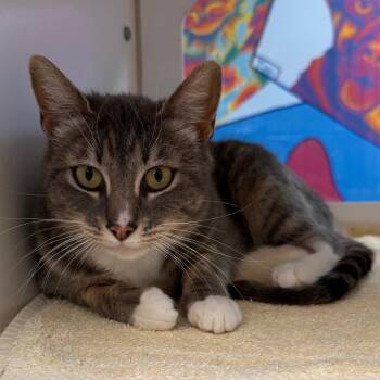 Domestic Short Hair Cats Available for Adoption in Cheyenne, Wyoming - Emmy Noether | PetCurious