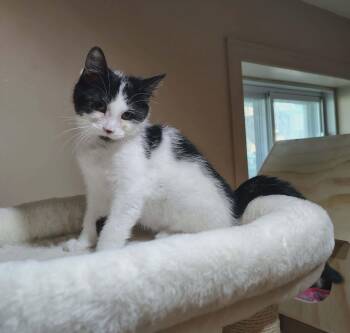 Vitaa -  Domestic Medium Hair Cat for Adoption in Delson, Quebec - Vitaa | PetCurious