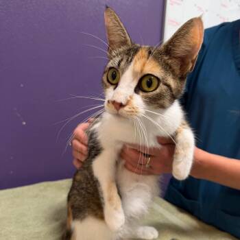 Domestic Short Hair Cats Available for Adoption in Englewood, Florida - Sammie | PetCurious