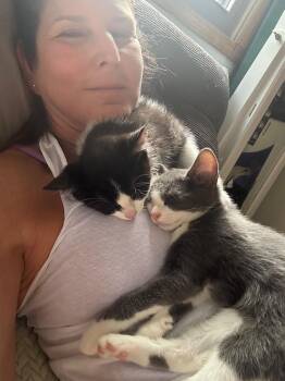 Rescue Domestic Short Hair Cats for Adoption in Vails Gate, New York - Gus | PetCurious