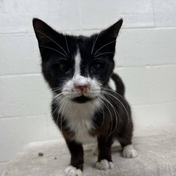 Durian -  Domestic Short Hair Cat for Adoption in Lyndhurst, Virginia - Durian | PetCurious