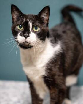Emmy -  Domestic Short Hair Cat for Adoption in Pequot Lakes, Minnesota - Emmy | PetCurious