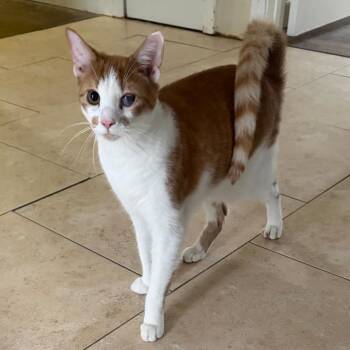 Titus -  Domestic Short Hair Cat for Adoption in Huntsville, Alabama - Titus | PetCurious