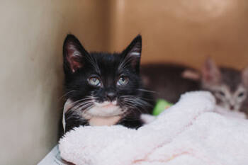 Rescue Domestic Short Hair Cats for Adoption in North Charleston, South Carolina - 88812a Aki-PetSmart West Ashley | PetCurious