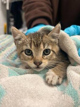 Domestic Short Hair Cats Available for Adoption - RED | PetCurious