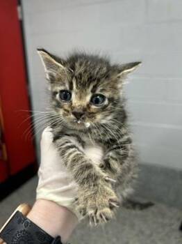 Poke -  Domestic Short Hair Cat for Adoption in West Chester, Pennsylvania - Poke | PetCurious