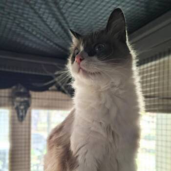 Domestic Long Hair Cats Available for Adoption in Titusville, Florida - Clydell | PetCurious