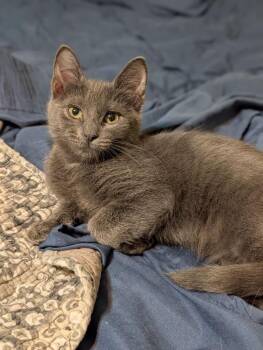Cracker Jack NC -  Domestic Short Hair Cat for Adoption in Dallas, Texas - Cracker Jack NC | PetCurious