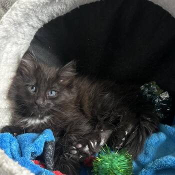 Nesta -  Domestic Long Hair Cat Available for Adoption in Edwards, Illinois - Nesta | PetCurious
