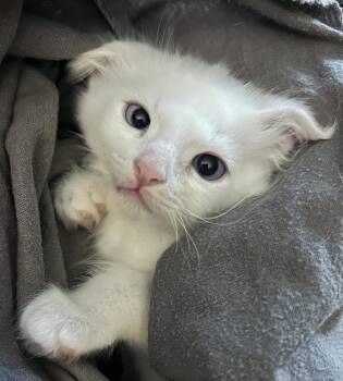 BalouQ -  Domestic Medium Hair Cat for Adoption in North Highlands, California - BalouQ | PetCurious
