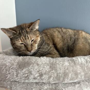 Domestic Short Hair Cats Available for Adoption in West Palm Beach, Florida - Cleopard | PetCurious