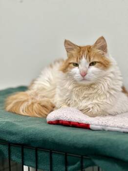 Domestic Medium Hair Cats Available for Adoption in Cumberland, Maine - Puffy | PetCurious