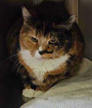 Rescue Domestic Short Hair Cats for Adoption in Lovingston, Virginia - Susie | PetCurious