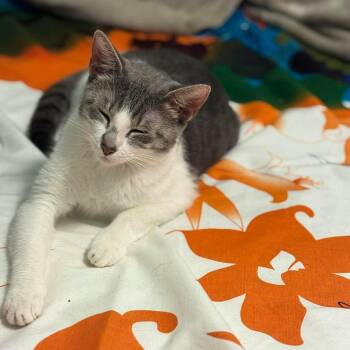 Domestic Short Hair Cats Available for Adoption in Bayonne, New Jersey - Mushi | PetCurious