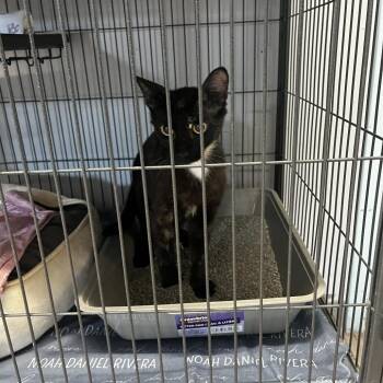 Cuddles -  Domestic Short Hair Cat for Adoption in St. Louis, Missouri - Cuddles | PetCurious