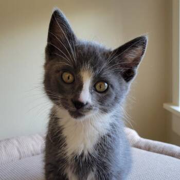 Zorro -  Domestic Short Hair Cat for Adoption in Washougal, Washington - Zorro | PetCurious