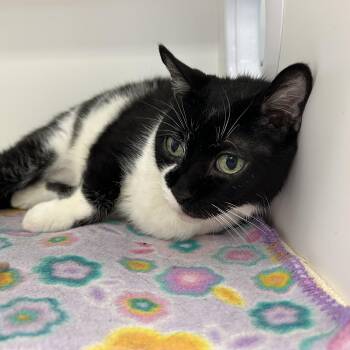 Nellie -  Tuxedo Cat Available for Adoption in La Grange Park, Illinois - Nellie | PetCurious