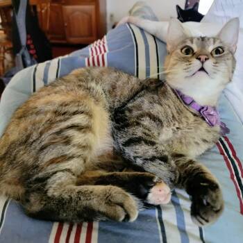 Hera -  Torbie and Domestic Short Hair Cat for Adoption in Gladstone, Oregon - Hera | PetCurious