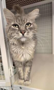 SideKick -  Domestic Medium Hair Cat for Adoption in Vancouver, Washington - SideKick | PetCurious