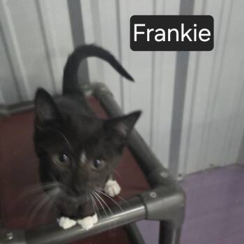 Frankie -  Domestic Short Hair Cat for Adoption in Snow Hill, North Carolina - Frankie | PetCurious