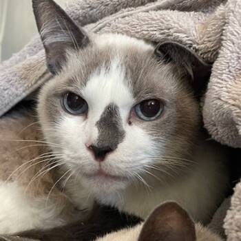 Rescue Domestic Short Hair Cats for Adoption in Cumming, Georgia - Basie Lee | PetCurious