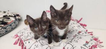 Burmese and Havana Cats Available for Adoption in Parlier, California - Kitten 27932 (Hershey) | PetCurious