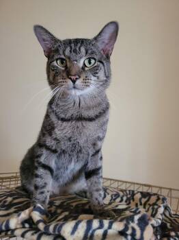 Tucker 1yr AVA 10/8 -  Domestic Short Hair Cat for Adoption in Sterling, Massachusetts - Tucker 1yr AVA 10/8 | PetCurious