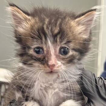 Wendy -  Domestic Medium Hair Cat for Adoption in Bentonville, Arkansas - Wendy | PetCurious