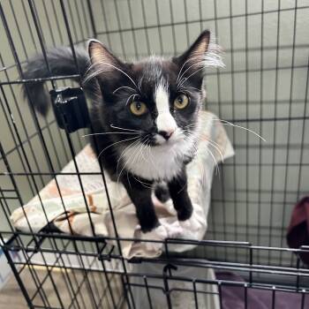 Rescue Domestic Medium Hair Cats for Adoption in Yucaipa, California - Jean Grey | PetCurious