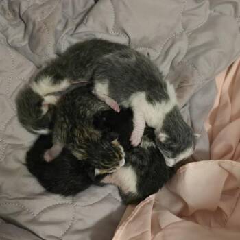 Domestic Short Hair Cats Available for Adoption in Las Vegas, Nevada - Delta | PetCurious