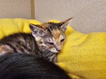 Meg -  Domestic Short Hair Cat Available for Adoption in Naples, Florida - Meg | PetCurious