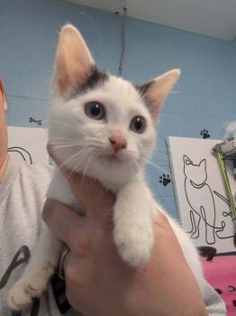 Domestic Short Hair Cats Available for Adoption in Evansville, Indiana - Bakalava | PetCurious