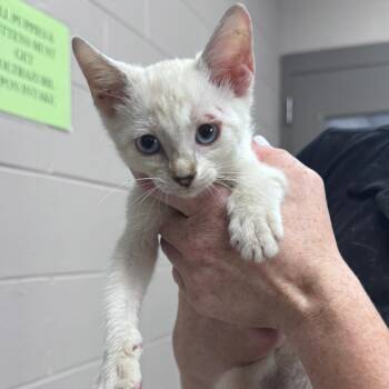 Ducati -  Domestic Short Hair Cat for Adoption in Lufkin, Texas - Ducati | PetCurious