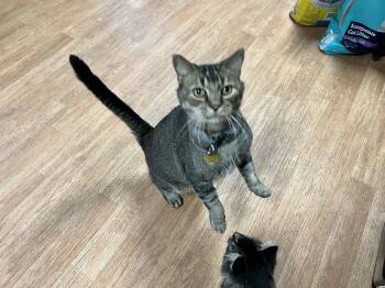 Rescue American Shorthair Cats for Adoption in Yellville, Arkansas - Smokey | PetCurious