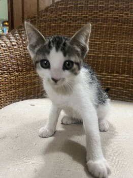 Rescue Tabby and Domestic Short Hair Cats for Adoption - Lola | PetCurious