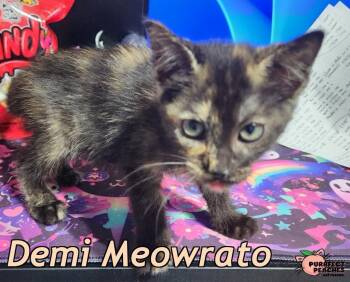 Demi Meowrato -  Domestic Short Hair Cat for Adoption in Douglasville, Georgia - Demi Meowrato | PetCurious