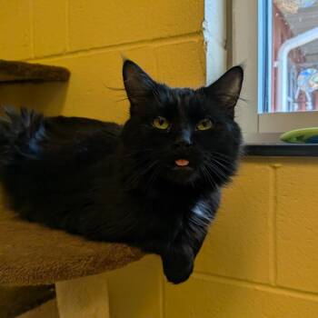 Spruce -  Domestic Medium Hair Cat for Adoption in Fairport, New York - Spruce | PetCurious