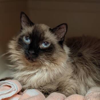 Mazie -  Domestic Short Hair Cat for Adoption in Fairport, New York - Mazie | PetCurious