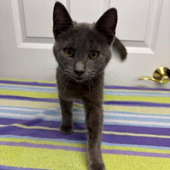 Sage -  Domestic Short Hair Cat for Adoption in Granville, Ohio - Sage | PetCurious