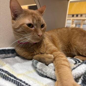 Pinkerton -  Domestic Short Hair Cat for Adoption in Lake Jackson, Texas - Pinkerton | PetCurious