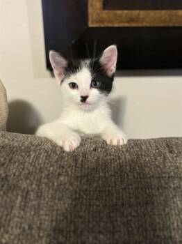 Domestic Short Hair Cats Available for Adoption in Fort Walton Beach, Florida - CURIOUS GEORGIE | PetCurious