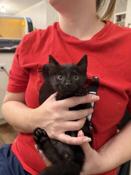Narc (Available for pre-adoption) -  Domestic Short Hair Cat for Adoption in Camden, South Carolina - Narc (Available For Pre-adoption) | PetCurious
