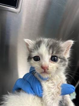 Domestic Short Hair Cats Available for Adoption - A2473373 | PetCurious