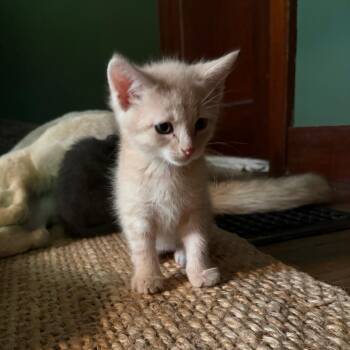 Legolas -  Domestic Short Hair Cat Available for Adoption in Columbia, Missouri - Legolas | PetCurious