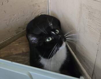 Domestic Short Hair Cats Available for Adoption - Purl | PetCurious