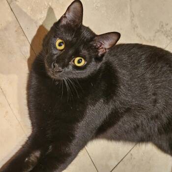 Haven -  Domestic Short Hair Cat for Adoption in Houston, Texas - Haven | PetCurious