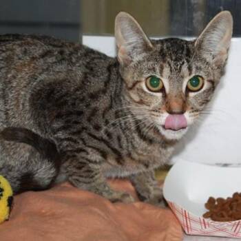 UFO -  Domestic Short Hair Cat for Adoption in Richmond, Virginia - UFO | PetCurious