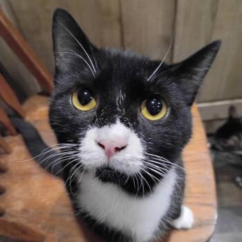 Otter -  Domestic Short Hair and Tuxedo Cat for Adoption in Antioch, California - Otter | PetCurious