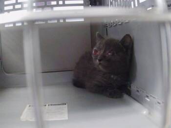 CINDER -  Domestic Short Hair Cat for Adoption in Charlotte, North Carolina - CINDER | PetCurious