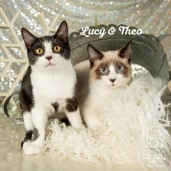 Theodore -  Domestic Short Hair Cat for Adoption in Springfield, Missouri - Theodore | PetCurious